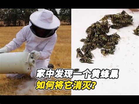 家裡有蜂巢 風水|2024蜂巢處理最新指南